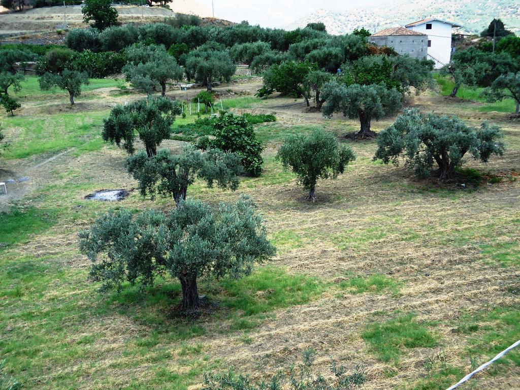 Bed and Breakfast Ciuscia Calatabiano Exterior foto